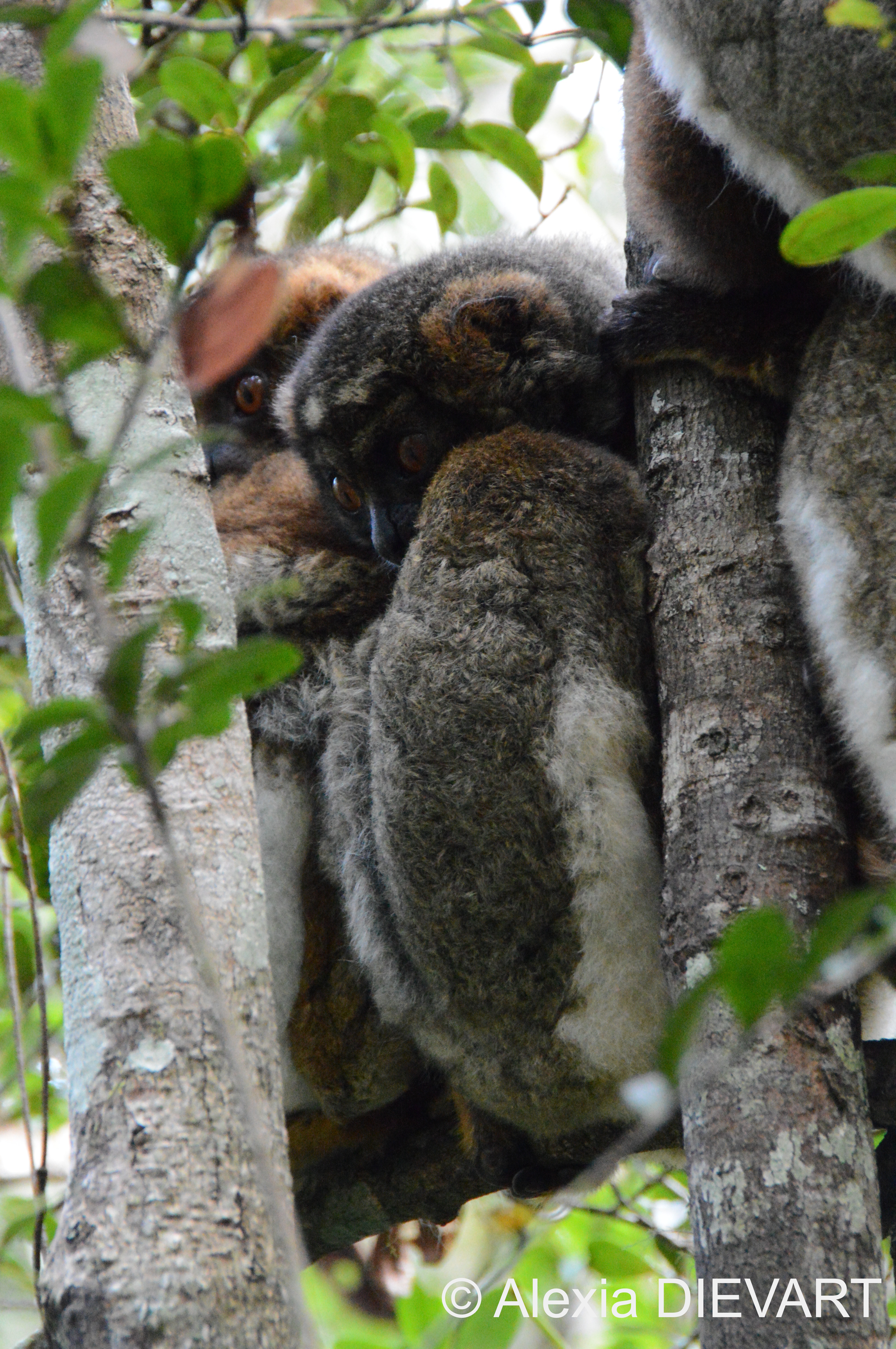 Lemurs cuddling in a tree during the day. Madagascar (2016).