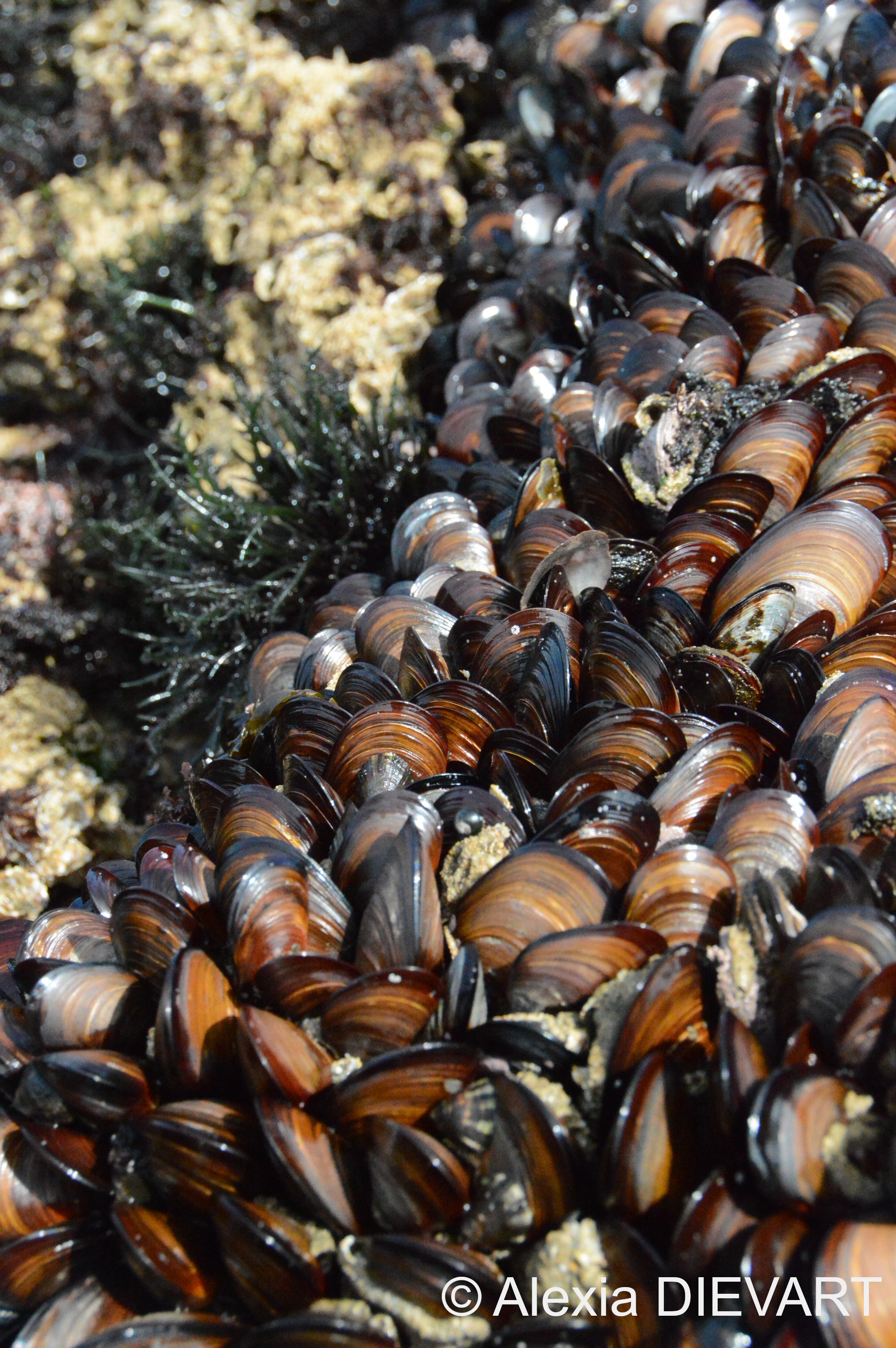 Brown mussel bed (Perna perna). Eastern Cape, South Africa (2018).