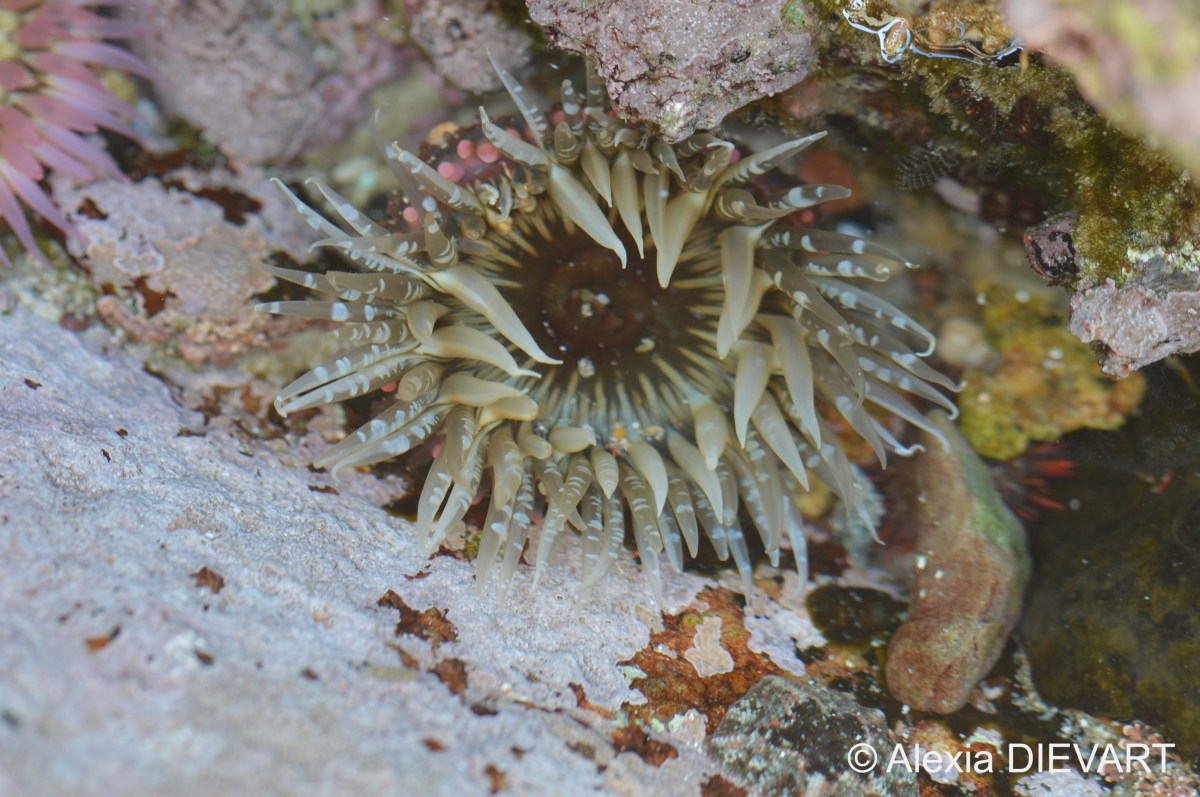 Crevice anemone (Anthopleura&nbsp;michaelseni)