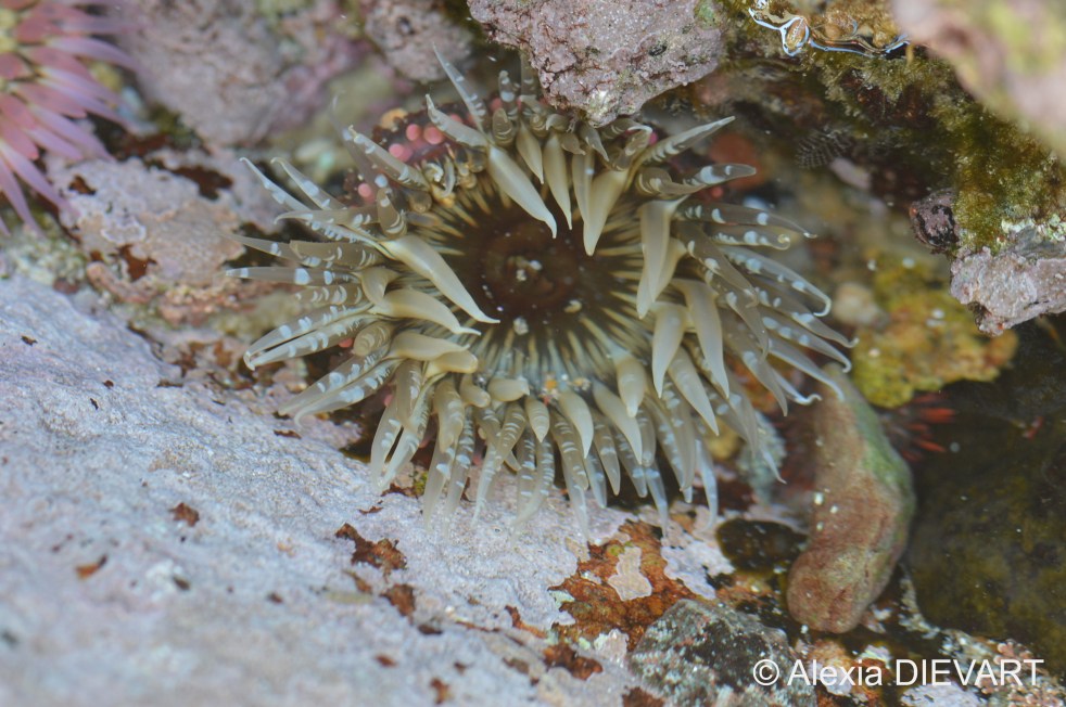 Details of the spherules, and the long tentacles of the crevice anemone. Fishhoek, Western Cape (2020).