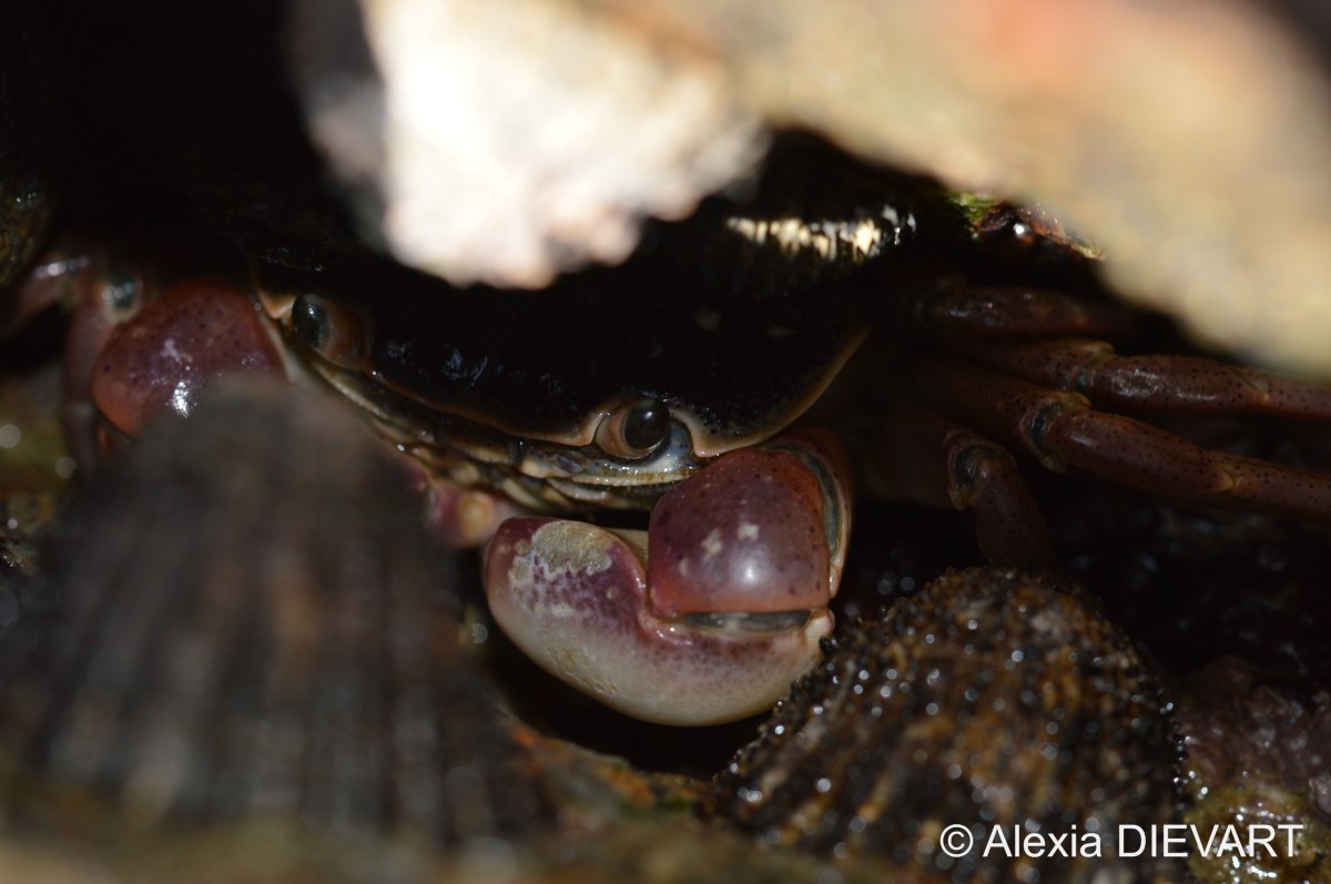 Shore crab (Cyclograpsus&nbsp;punctatus)