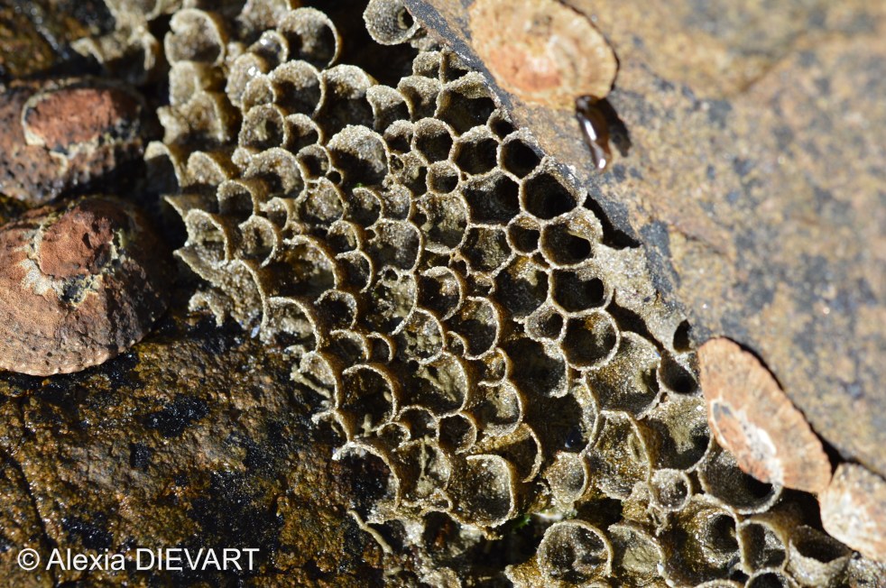 Cape reef-worm stuck in a rock crevice. Yzerfontein, Western Cape (2020).