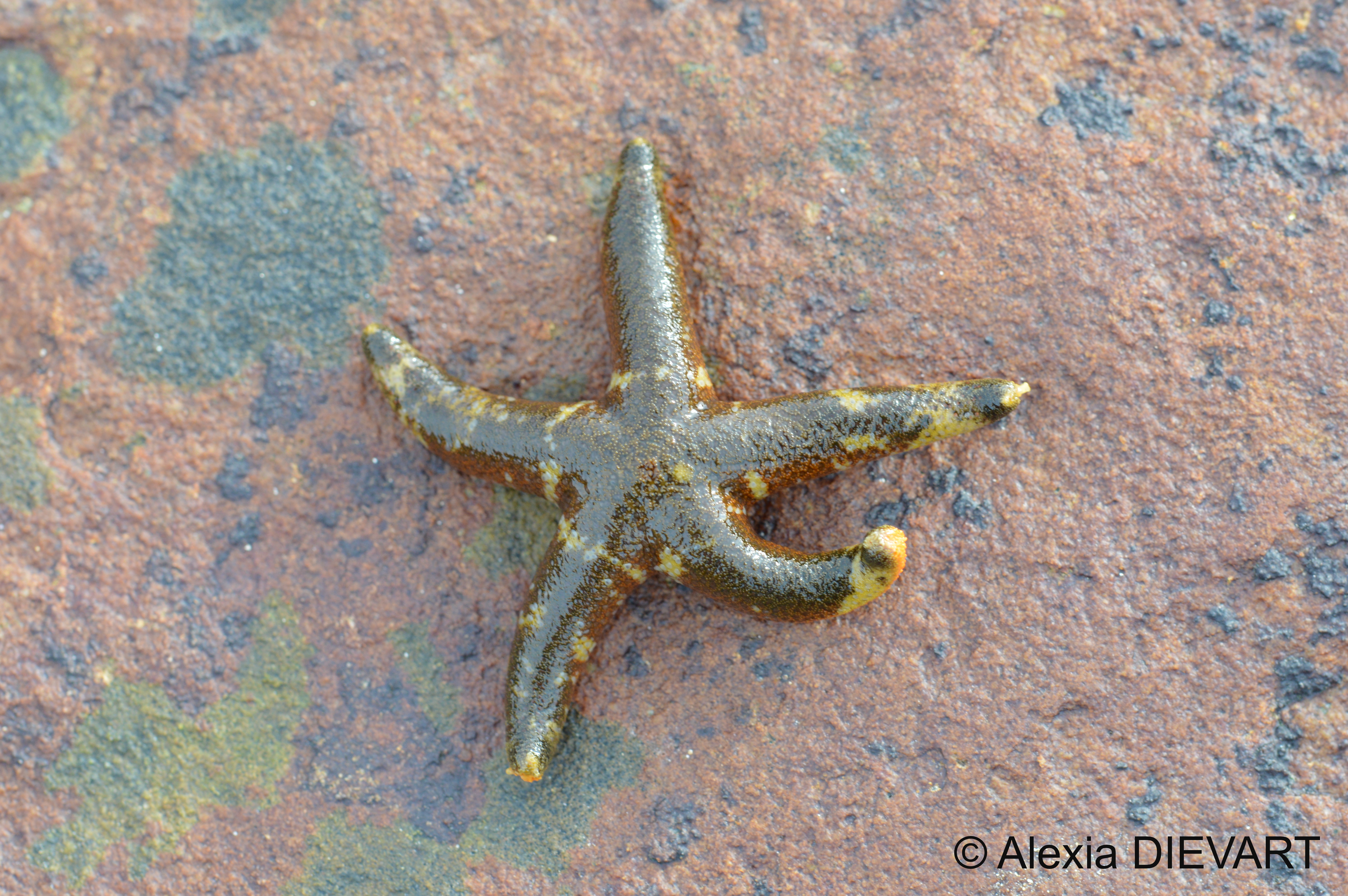 A maroon reticulated starfish found in a rock pool on the shore. Port Alfred, Eastern Cape (2023).
