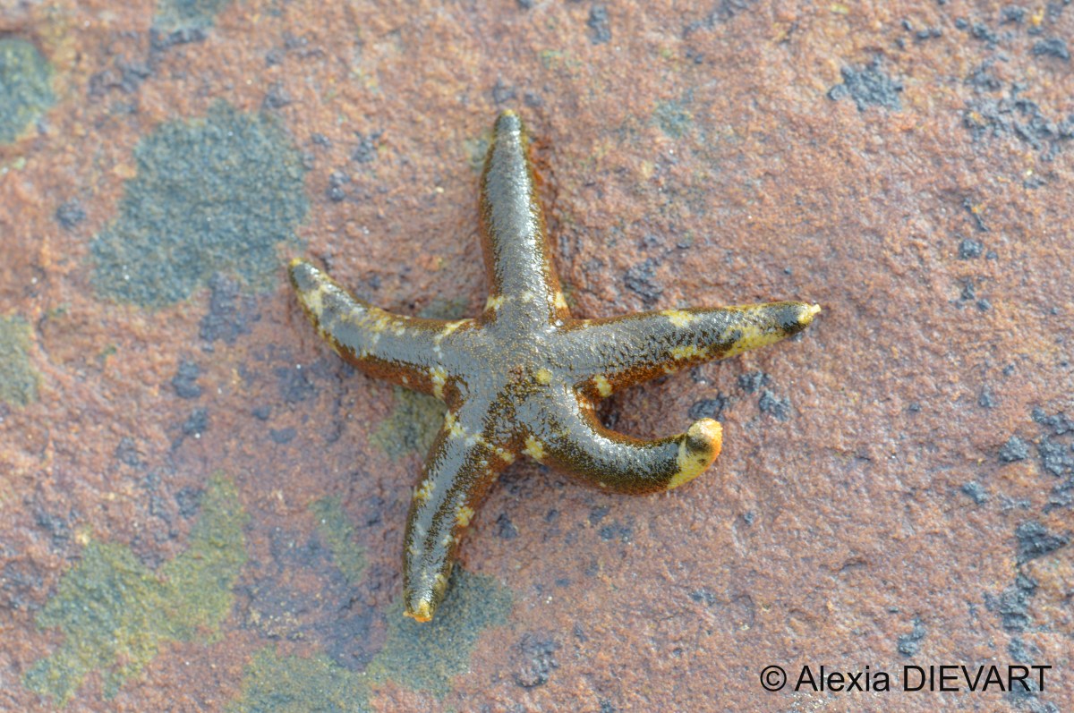 Reticulated starfish (Henricia&nbsp;ornata)