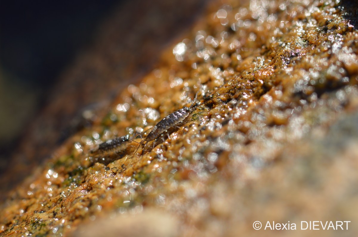 Longhorn sea-slater (Ligia&nbsp;glabrata)