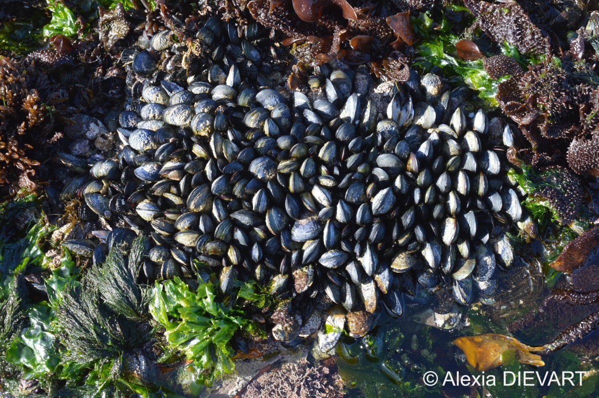 Mediterranean mussel (Mytilus galloprovincialis)