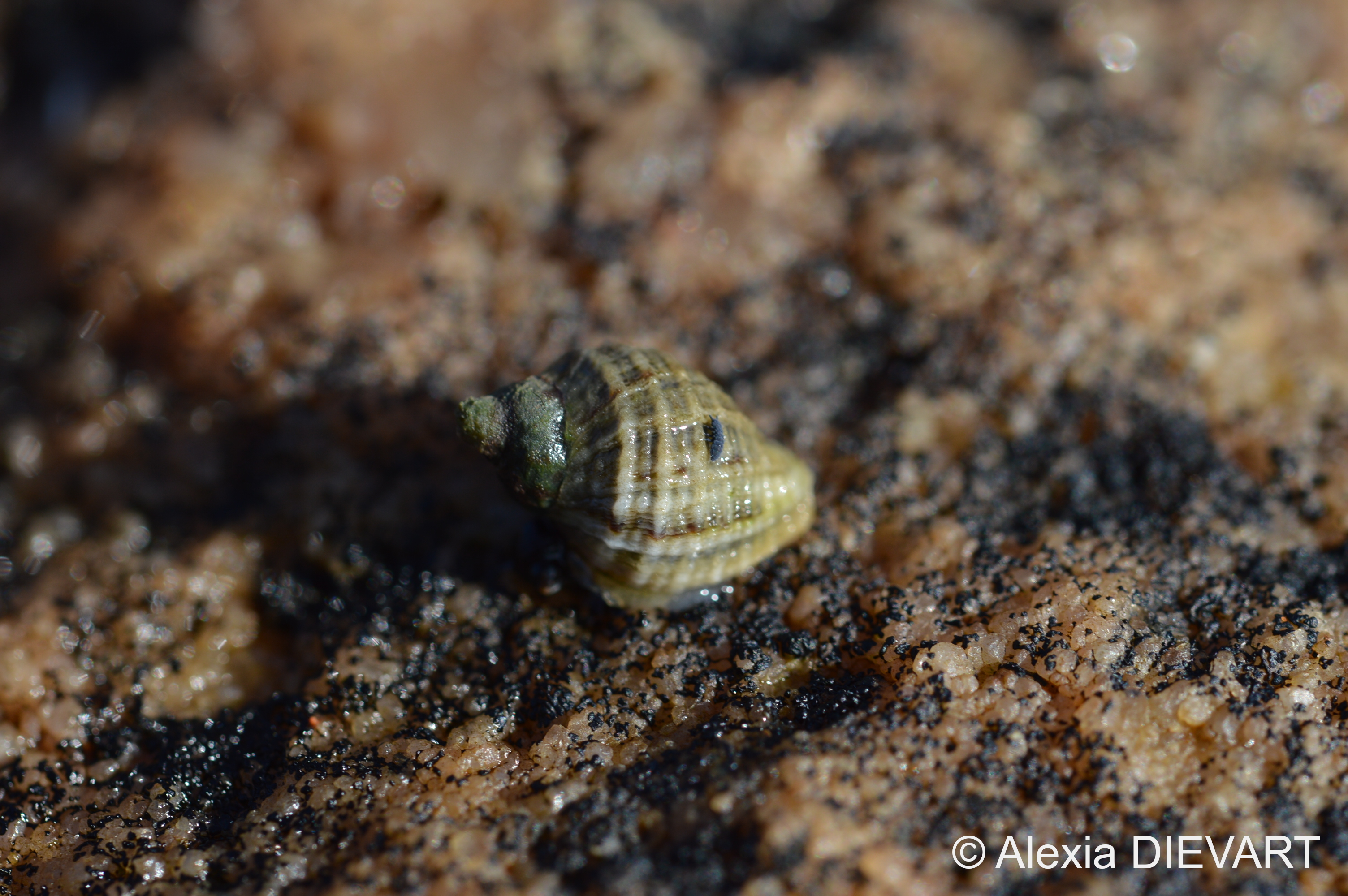 Eroded scaly dogwhelk with a little marine springtail walking on it. Doringbaai, Western Cape (2020).