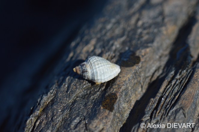 Scaly dogwhelk on a rock low on the shore. Mouille Point, Cape Town, Western Cape (2020).
