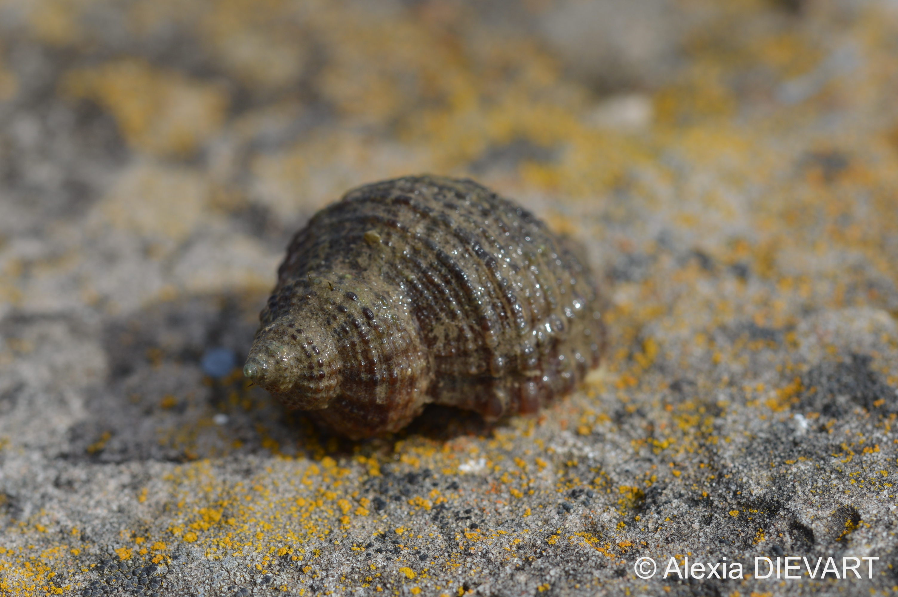 Front view of the ridged shell of Nucella squamosa. Unknown location on the coast of South Africa (2021).
