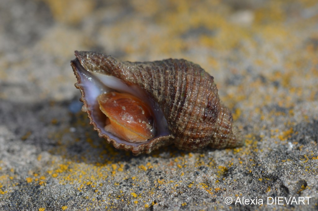 Details of the operculum and the foot of the scaly dogwhelk. Unknown location, South Africa (2021).