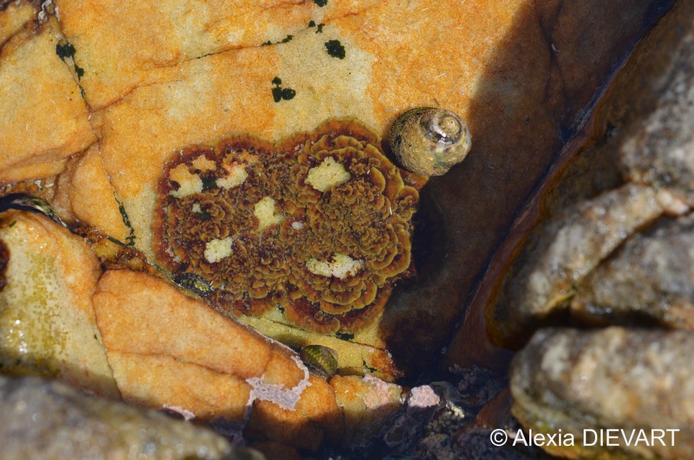 Details of the concentric rings of Ralfsia, with some missing patches (probably grazed). Cape Agulhas, Western Cape (2020).