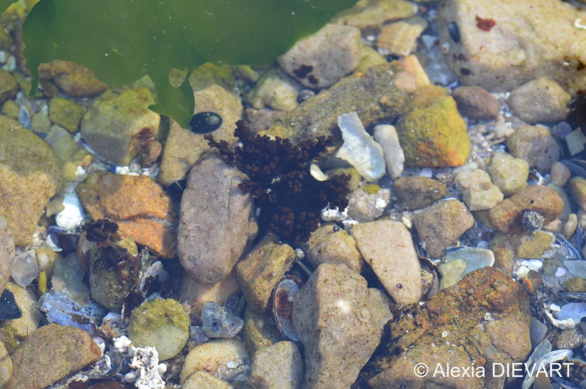Horseshoe sea cucumber (Roweia&nbsp;frauenfeldii)