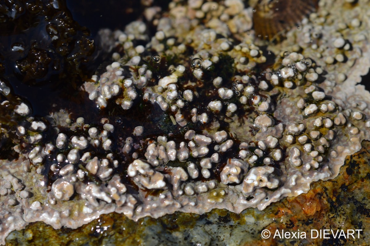 Coralline crust (Spongites&nbsp;spp)