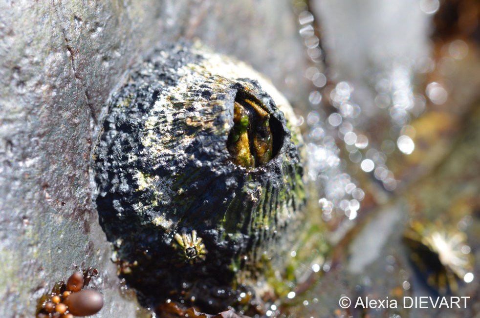 Close-up of a grey volcano barnacle. Mouille Point, Cape Town, Western Cape (2020).
