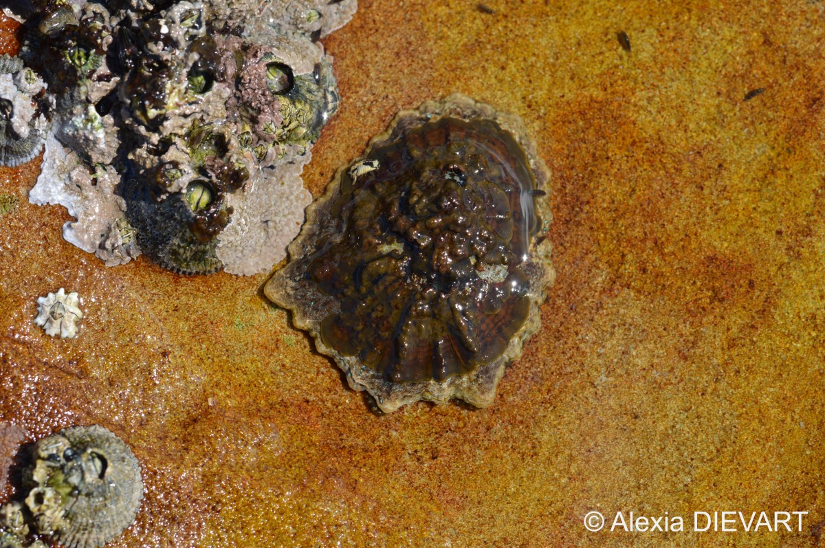 Goat’s eye limpet (Cymbula&nbsp;oculus)