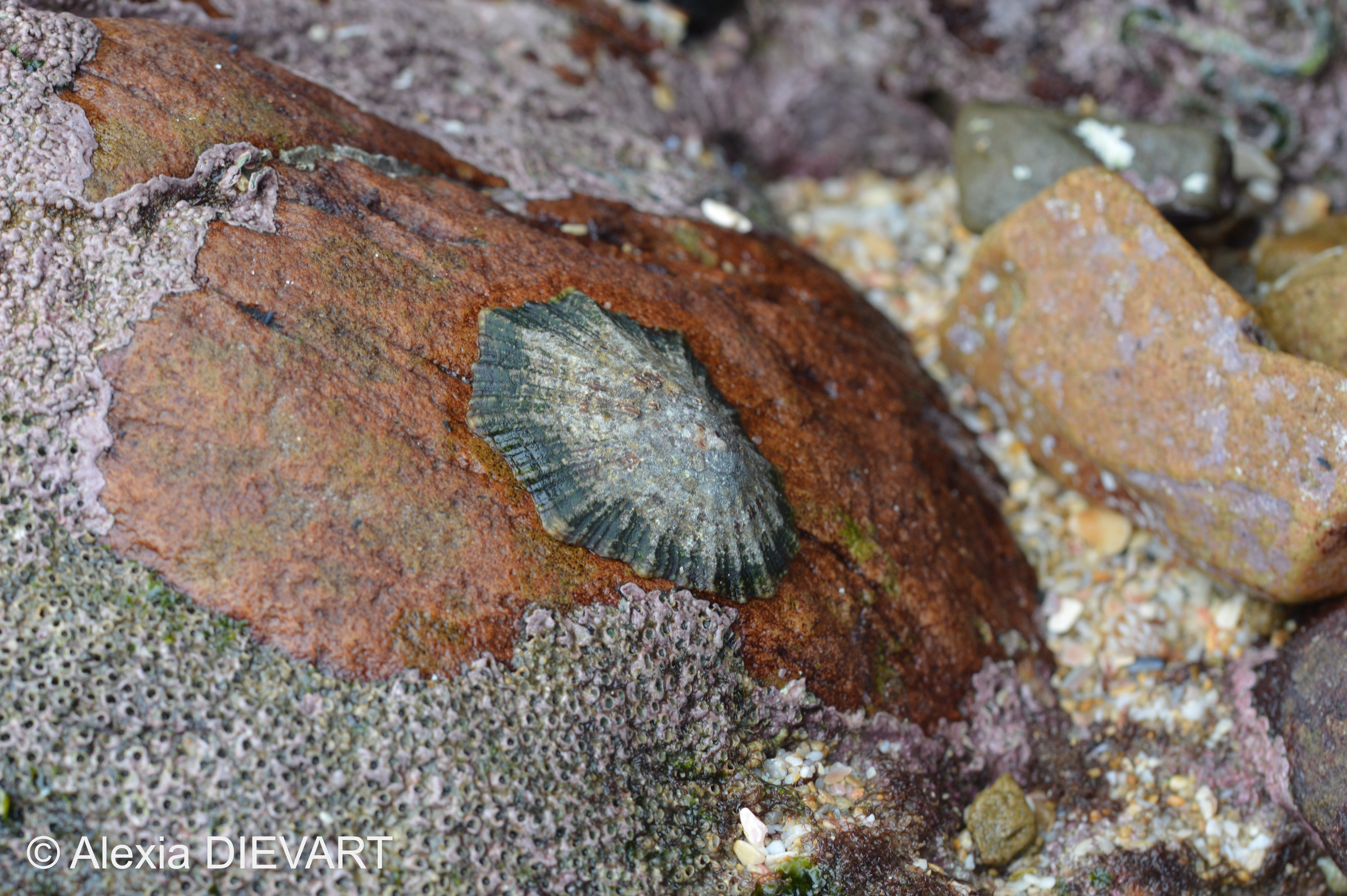 Flat, eroded goat's eye limpet on a rock surface. Port Alfred, Eastern Cape (2024).