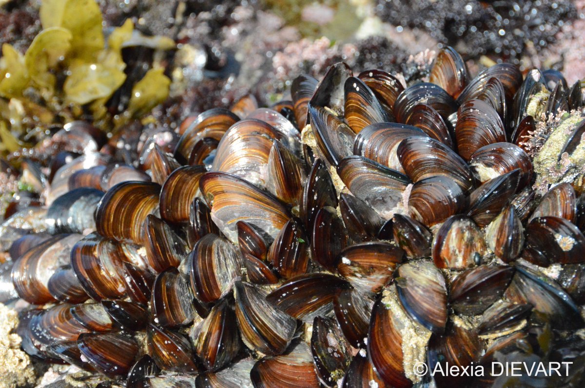 Brown mussel (Perna&nbsp;perna)