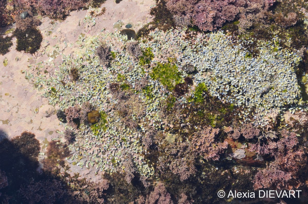 Blue coral-worm (Pomatoleios&nbsp;kraussii)