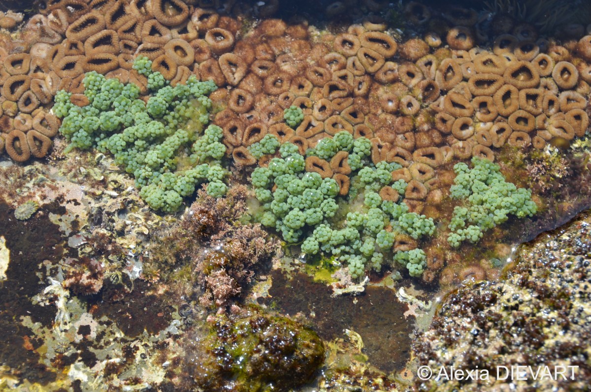 Berry caulerpa (Caulerpa&nbsp;racemosa)