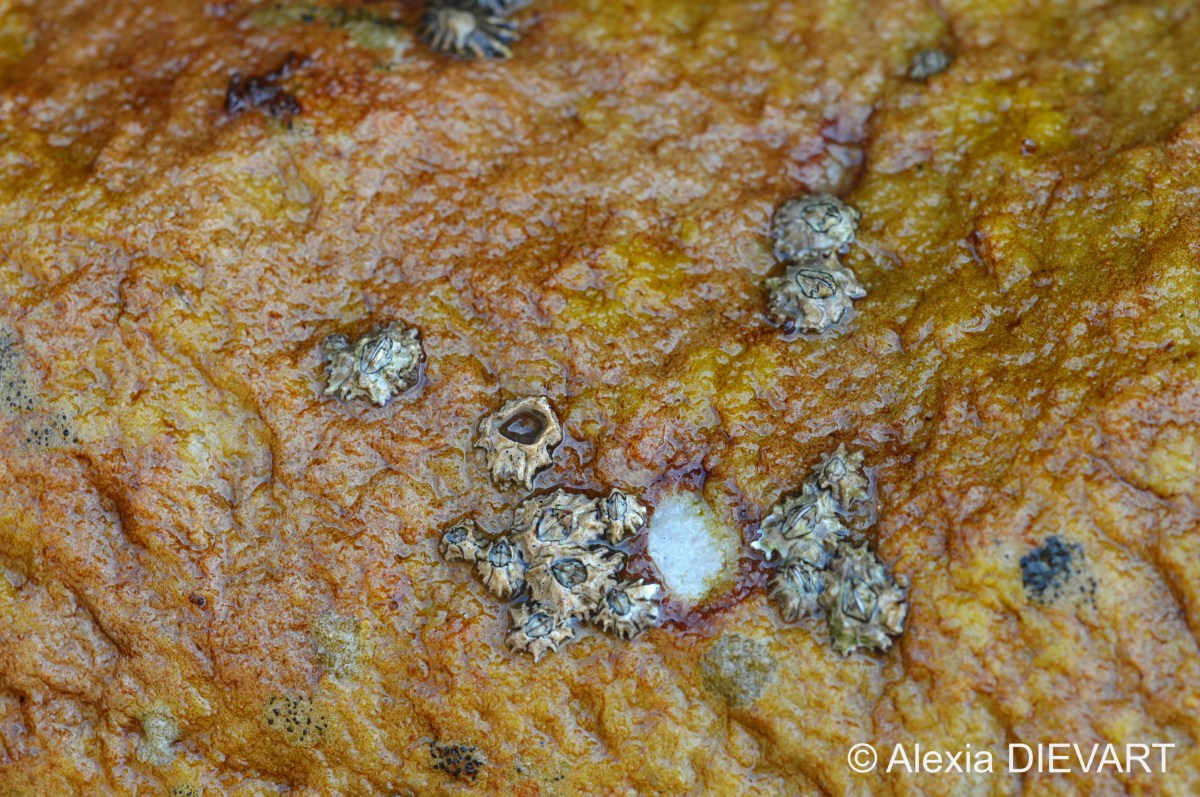 Toothed barnacle (Chthamalus&nbsp;dentatus)