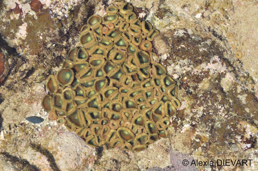 A colony of green button polyps covering the bottom of a rock pool. Port St Johns, Wild Coast, Eastern Cape (2021).