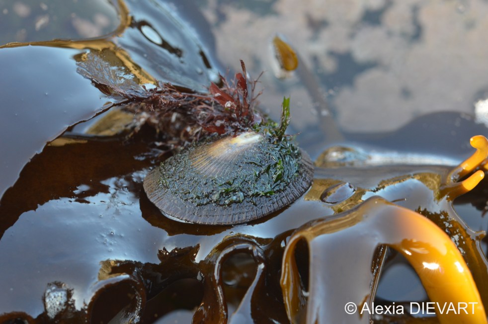 Kelp limpet on a drifting kelp stem. Mouille Point, Cape Town, Western Cape (2020).