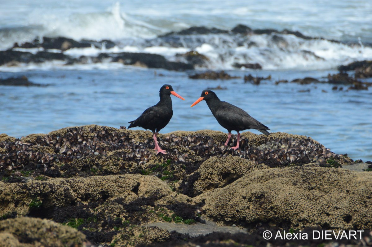 African black oystercatcher (Haematopus&nbsp;moquini)