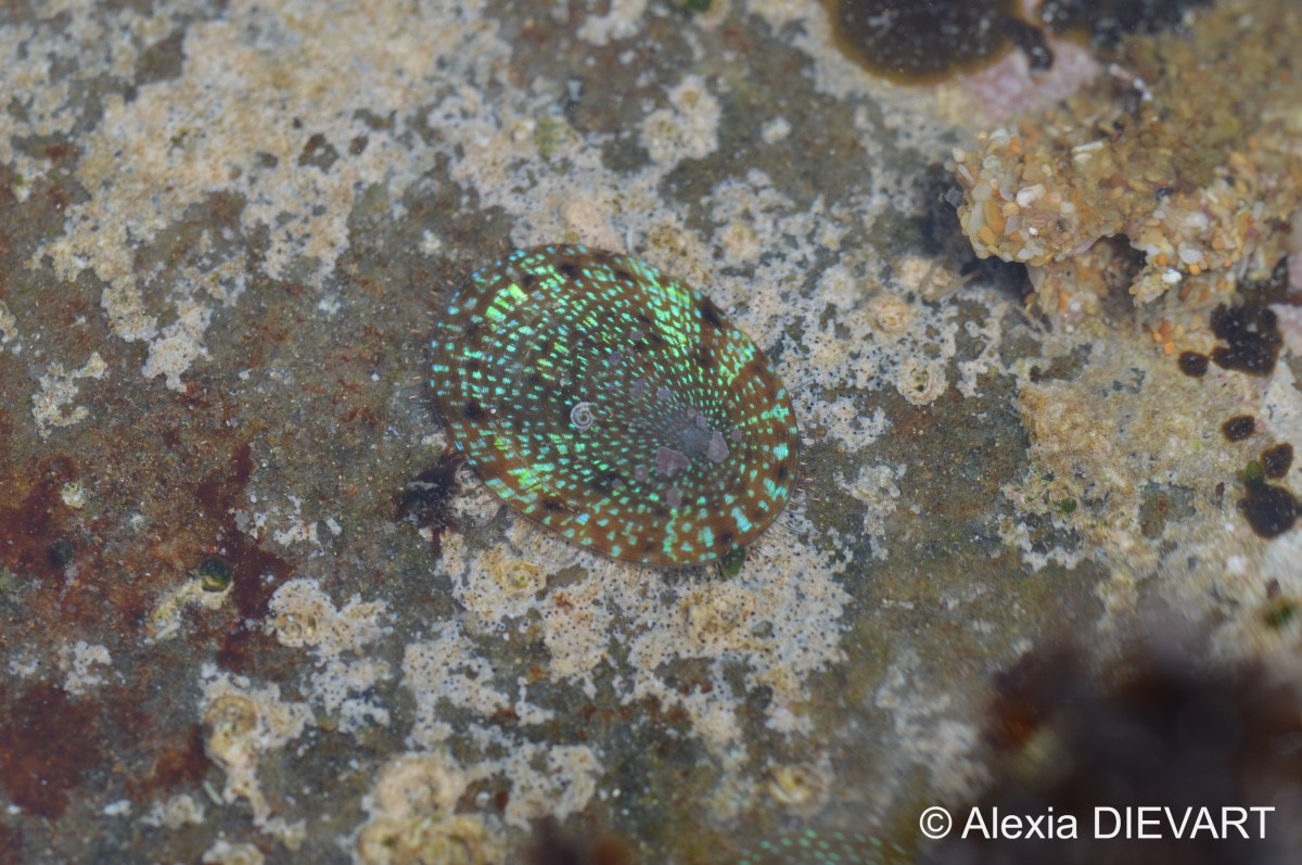 Rayed limpet (Helcion&nbsp;pruinosus)