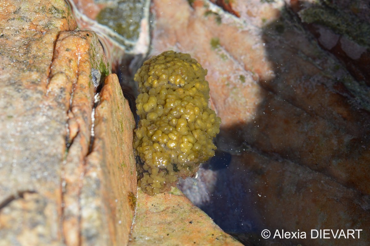 Starred cushion (Iyengaria&nbsp;stellata)
