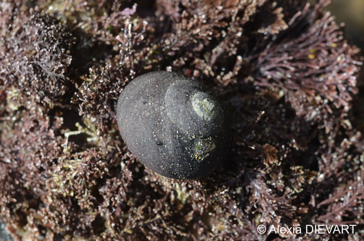 Pink-lipped topshell (Oxystele&nbsp;sinensis)
