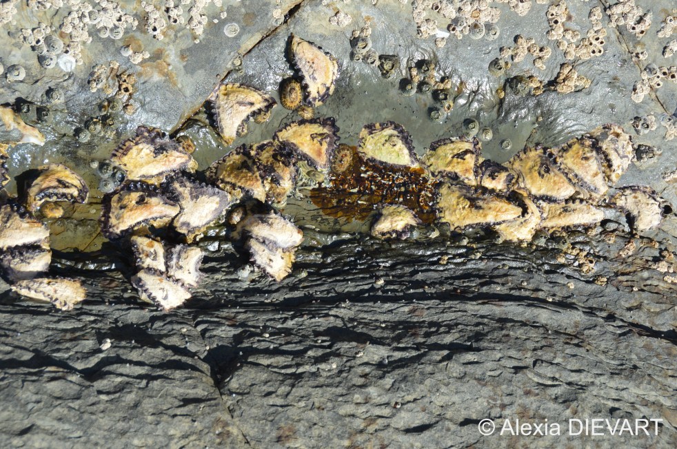 Sun oyster bed on a Natal rocky shore. Port St Johns, Wild Coast, Eastern Cape (2021).