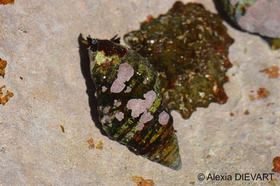 Ridged burnupena cruising at the bottom of a rock pool and covered with patches of encrusting coralline algae. Fishhoek, Western Cape (2020).
