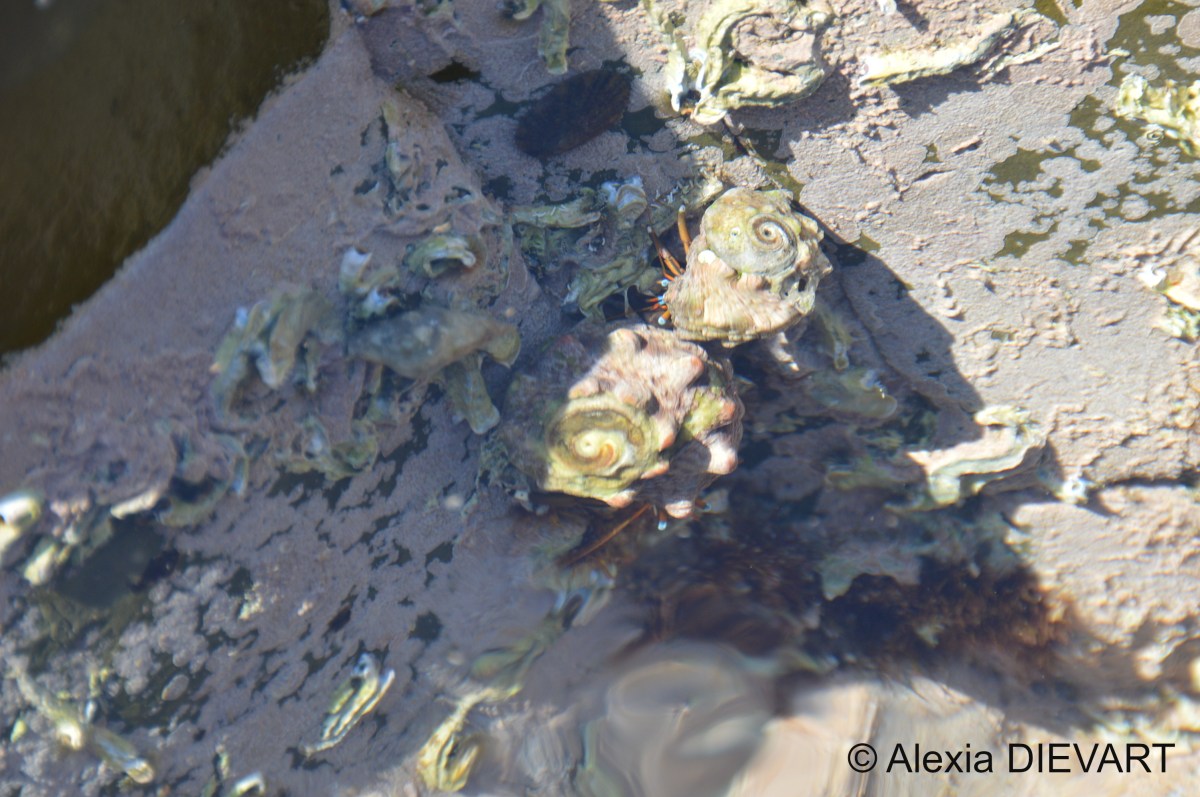 Blue-eyed hermit crab (Calcinus&nbsp;laevimanus)