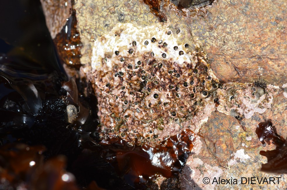 A colony of colonial worm-shell on a rock boulder. Jacobsbaai, Western Cape (2020).