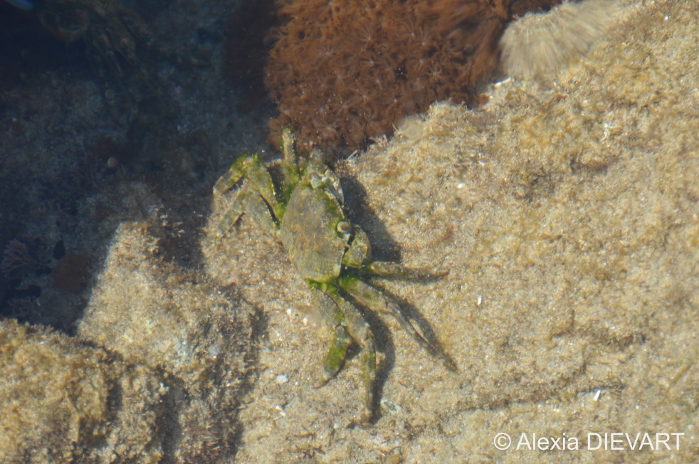 Green rock crab cruising in a rock pool. Port St Johns, Wild Coast, Eastern Cape (2021).