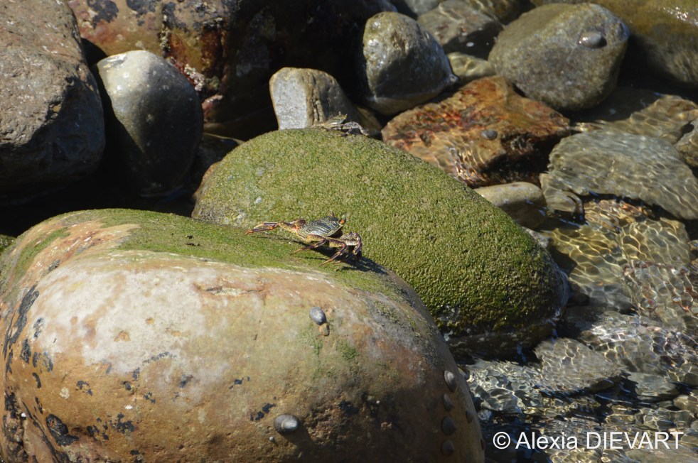 Natal rock crab waiting for the waves on rock boulders. Port St Johns, Wild Coast, Eastern Cape (2021).