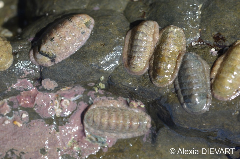 Gang of dwarf chitons under a boulder. Old Woman's River, Eastern Cape (2021).
