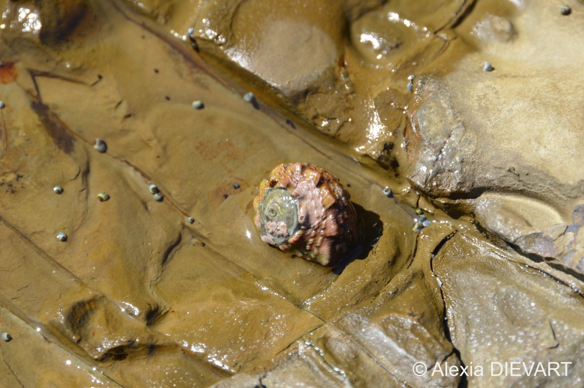 Crowned turban shell (Lunella&nbsp;coronata)
