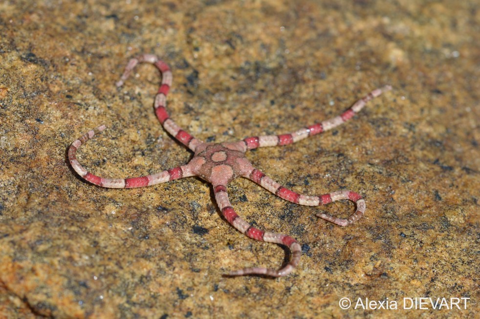 Banded brittlestar under a boulder. Fishhoek, Western Cape (2020).