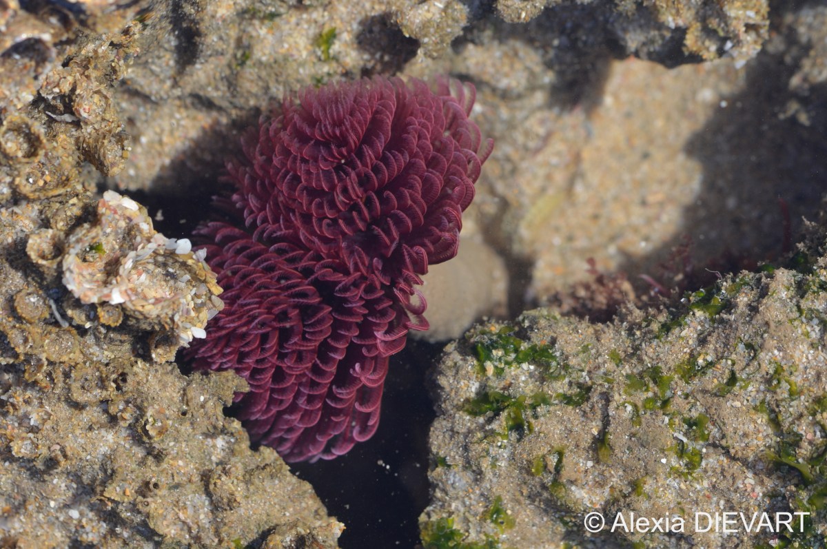 Giant feather-duster worm (Pseudobranchiomma longa)