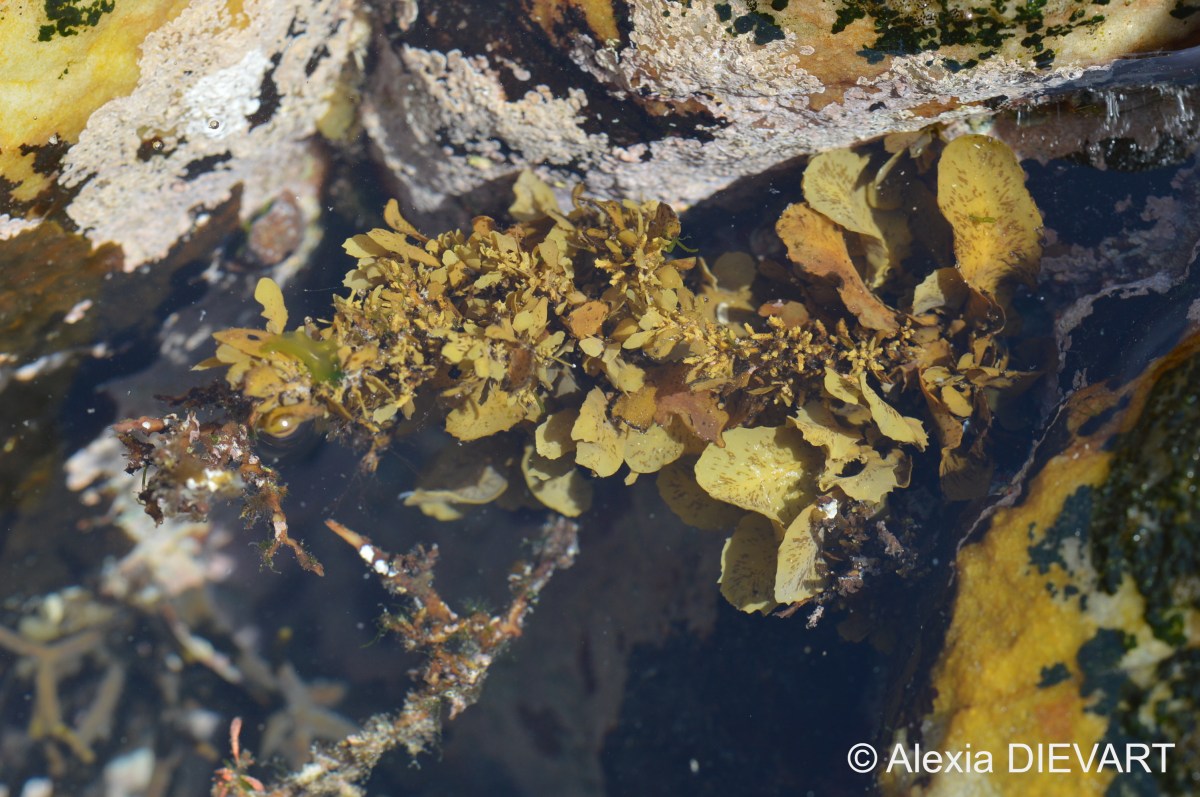 Different-leafed sargassum (Sargassum&nbsp;incisifolium)