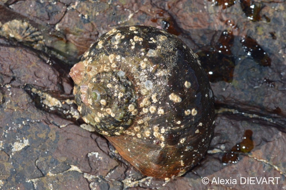 Large alikreukel covered in spiral fanworms (Spirorbis spp.) and pinkish barnacles. Old Woman's River, Eastern Cape (2021).
