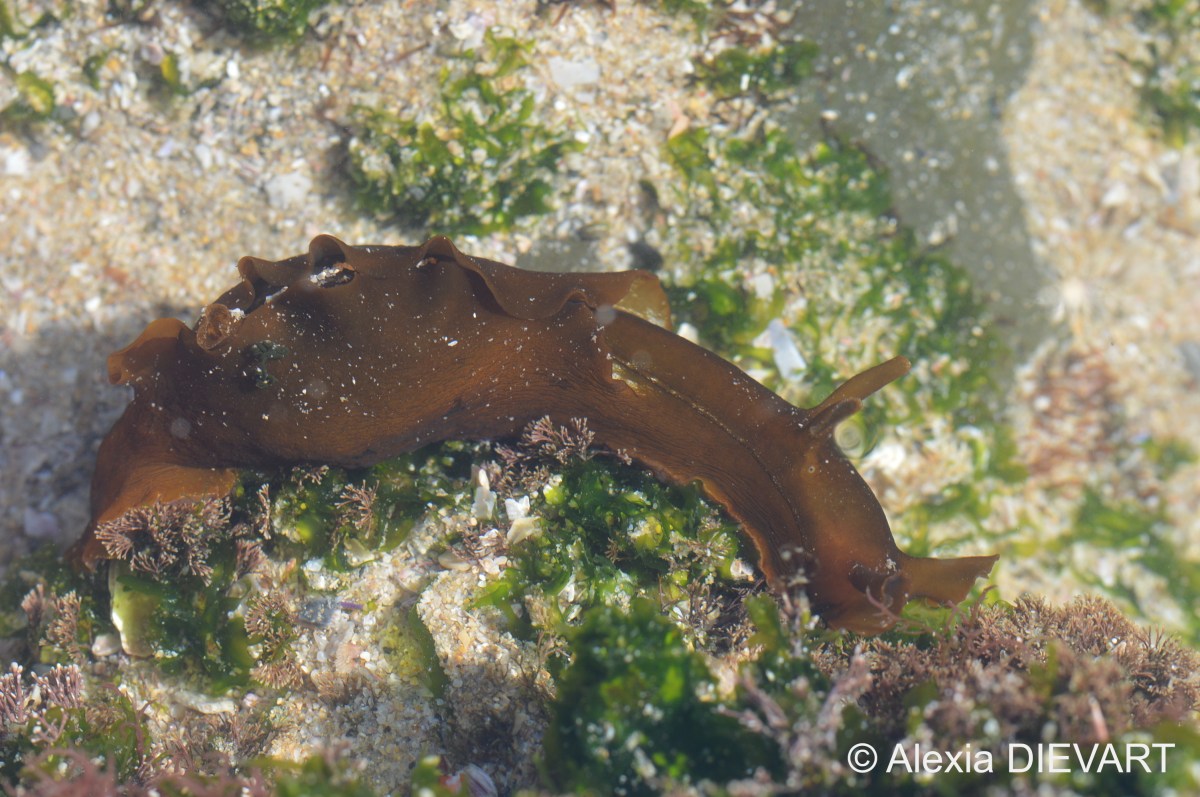 Pygmy seahare (Aplysia&nbsp;parvula)