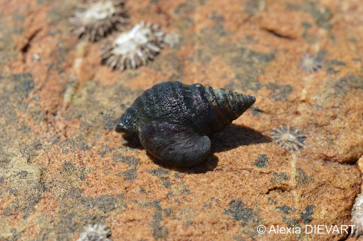 Variable burnupena (Burnupena&nbsp;lagenaria)
