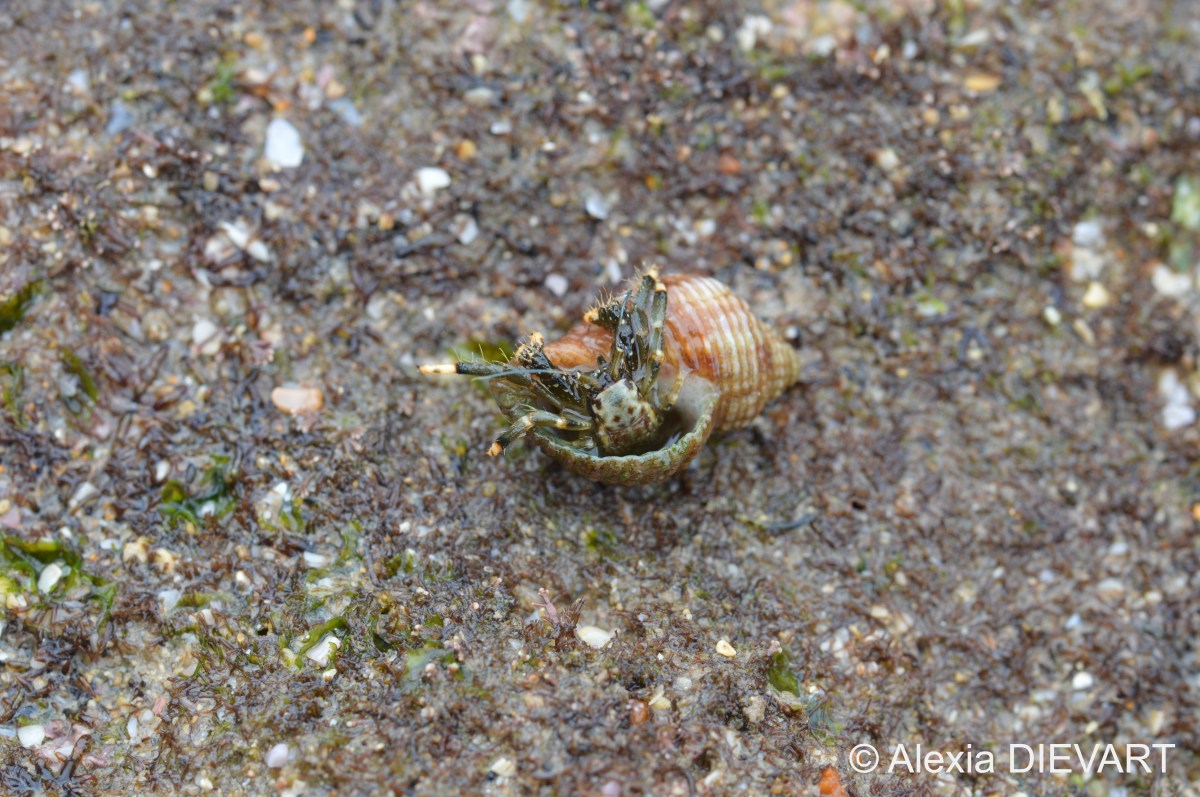 Yellow-banded hermit crab (Clibanarius&nbsp;virescens)