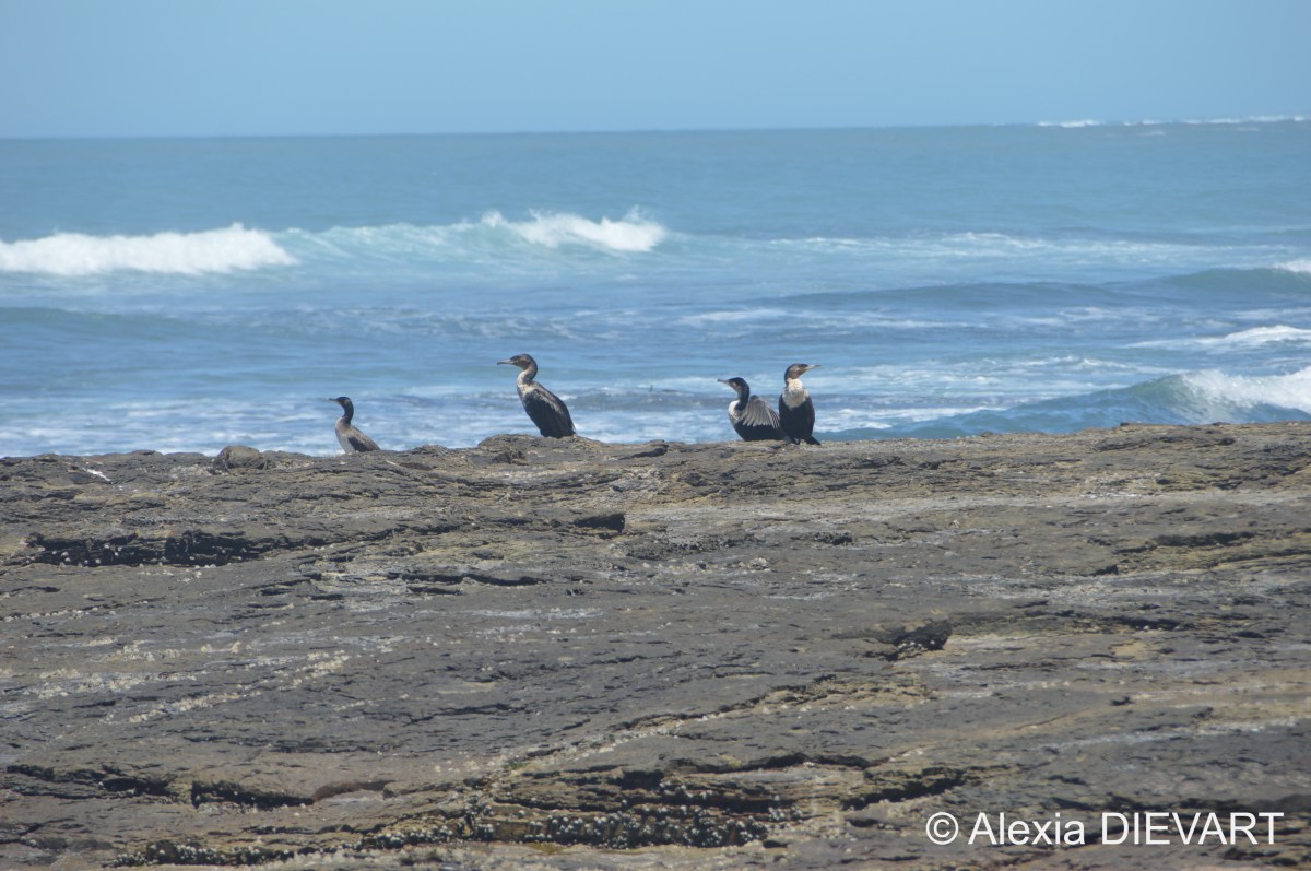 White-breasted cormorant (Phalacrocorax lucidus)