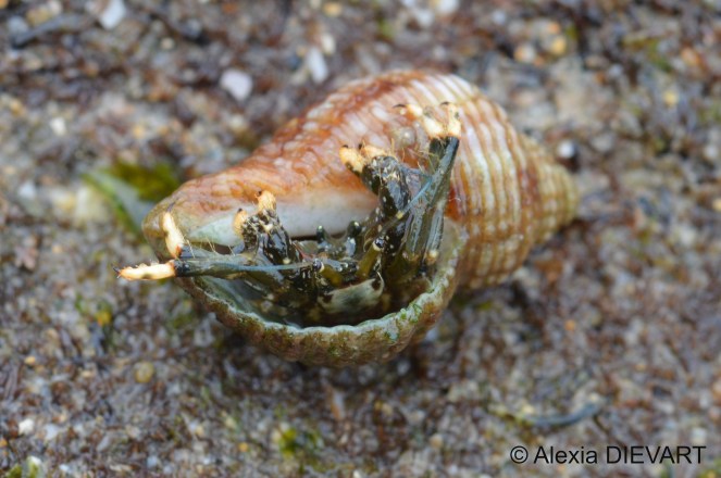 Details of the yellow bands on the legs and the yellow nippers. Port Alfred, Eastern Cape, South Africa (2024).