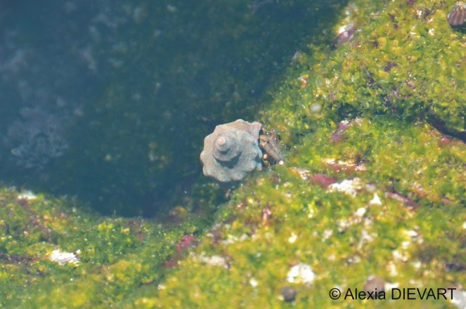 Yellow-banded hermit crab inhabiting a crowned turban shell (Turbo coronatus) and cruising at the bottom of a rock pool covered with algae. Port St Johns, Wild Coast, Eastern Cape, South Africa (2021).
