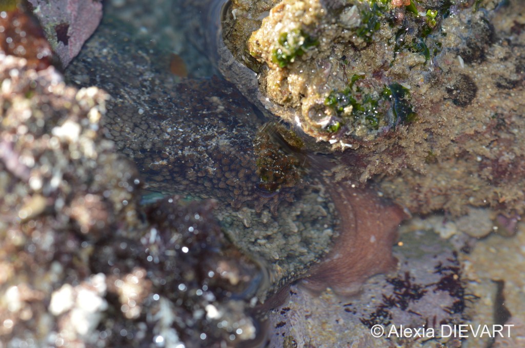 Common octopus hiding in a rock pool. Unknown location on the South African coastline (2021).