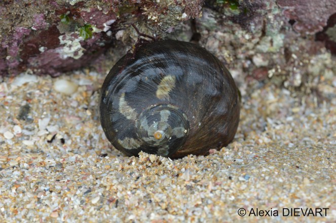 Details of the shell patterns of the crown turban with some nodules and a rather smooth surface. Port Alfred, Eastern Cape (2024).